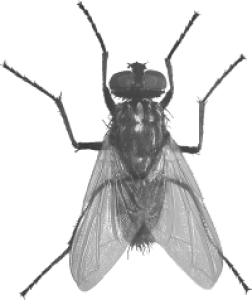 Housefly Insect PNG