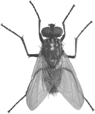Housefly Insect PNG
