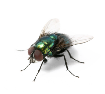 Housefly Insect PNG