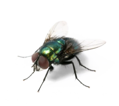 Housefly Insect PNG