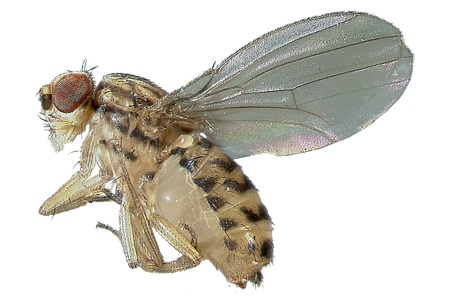 Housefly Insect PNG