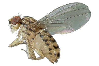 Housefly Insect PNG