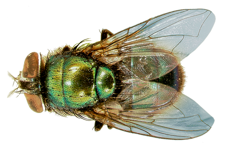 Housefly Insect PNG