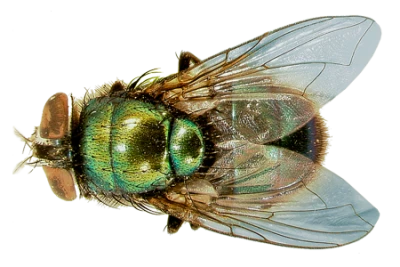Housefly Insect PNG