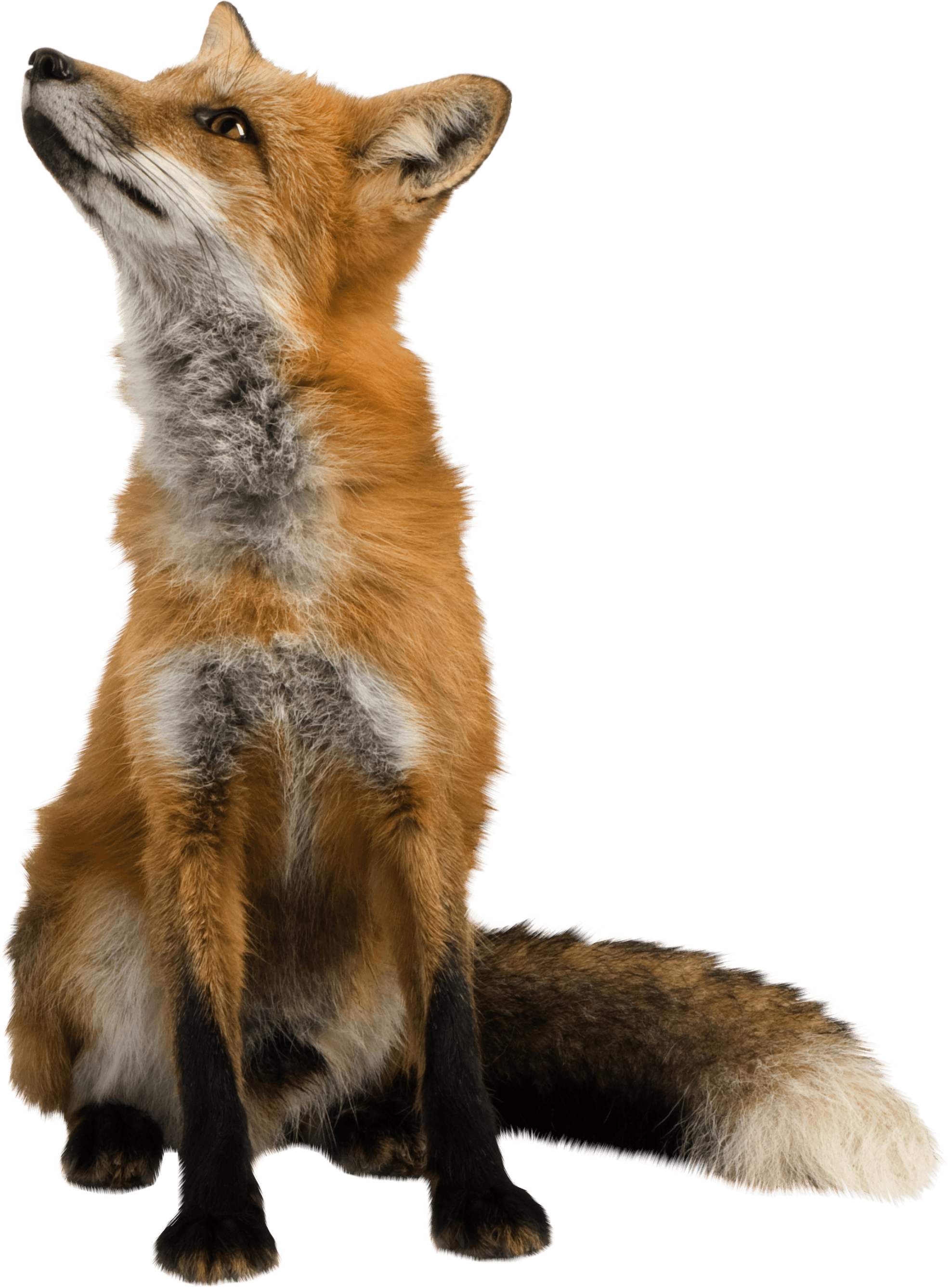 Fox Transparent PNG