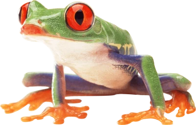 Frog Transparent PNG