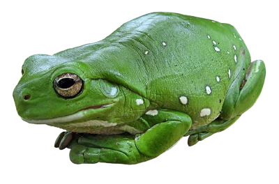 Frog Transparent PNG