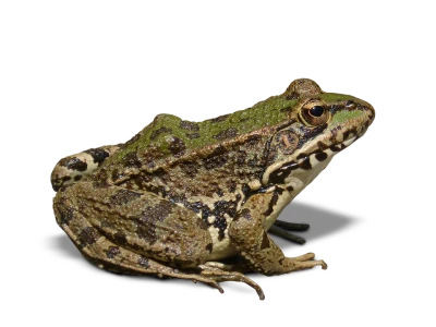 Frog Transparent PNG