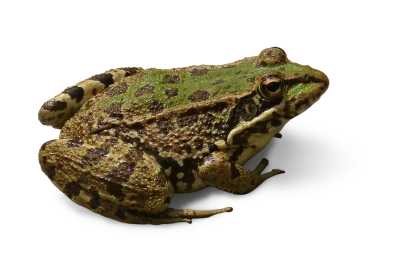 Frog Transparent PNG