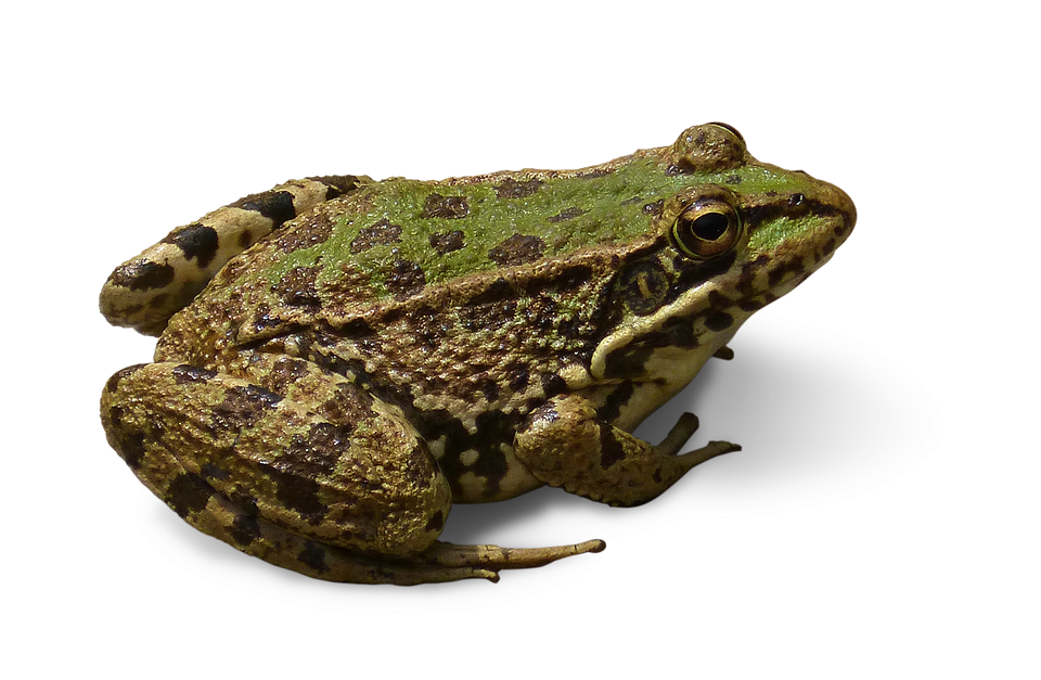 Frog Transparent PNG