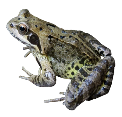 Frog Transparent PNG