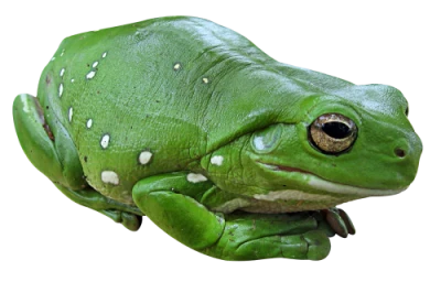 Frog Transparent PNG