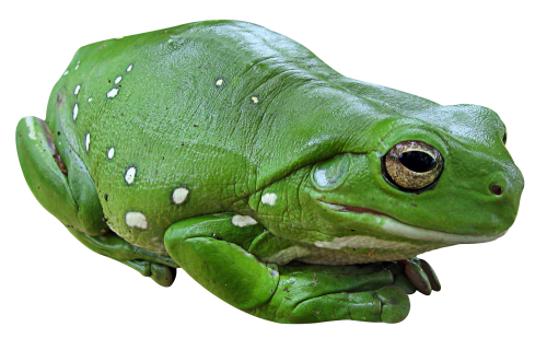 Frog Transparent PNG