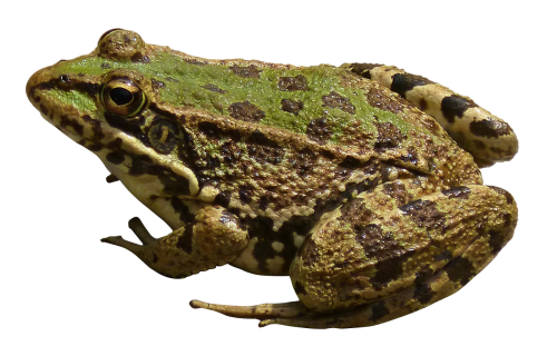 Frog Transparent PNG