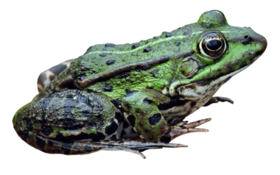 Frog Transparent PNG