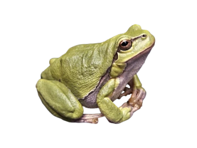 Frog Transparent PNG