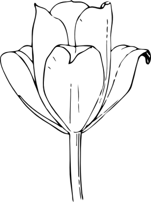 Gambar Bunga Tulip Transparent PNG
