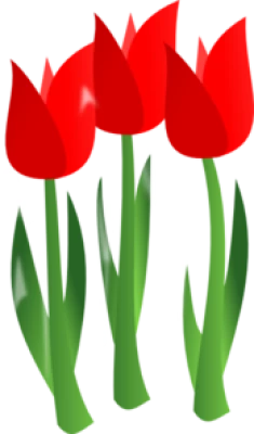 Gambar Bunga Tulip Transparent PNG