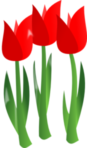 Gambar Bunga Tulip Transparent PNG