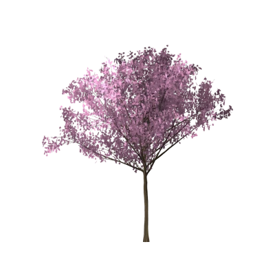 Tulip Flower PNG
