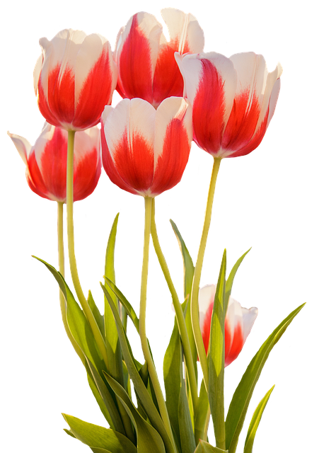 Tulip Flower PNG