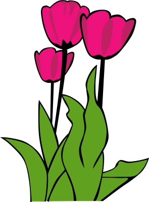 Tulip Flower PNG