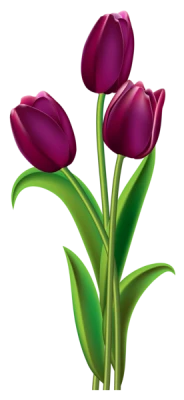 Tulip Flower PNG