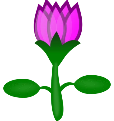 Tulip Flower PNG