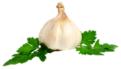 Fresh Garlic PNG