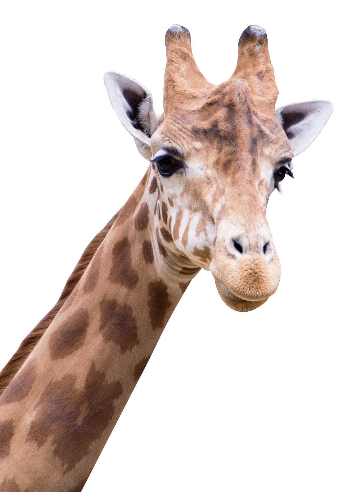 Wild Giraffe PNG