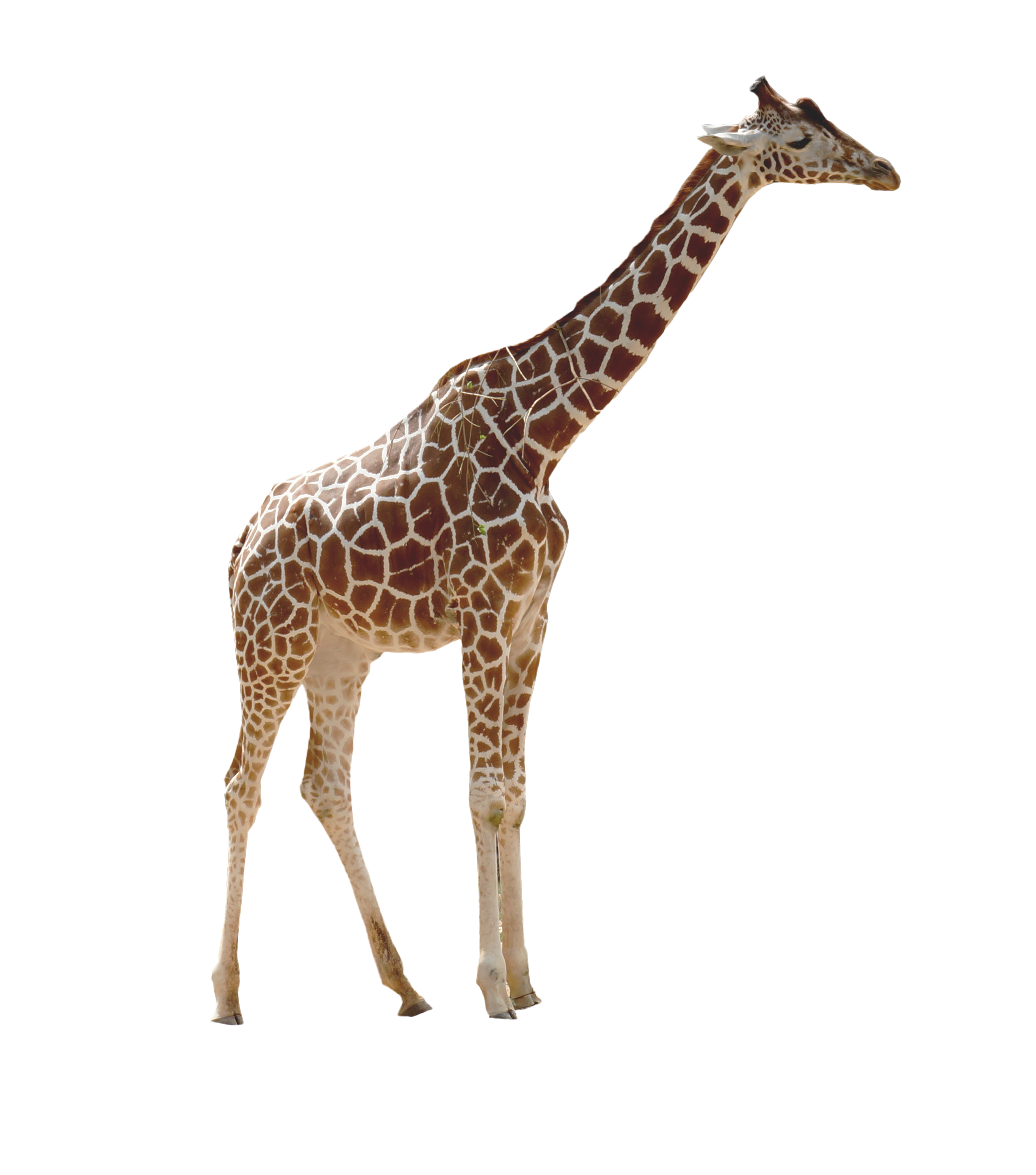 Wild Giraffe PNG