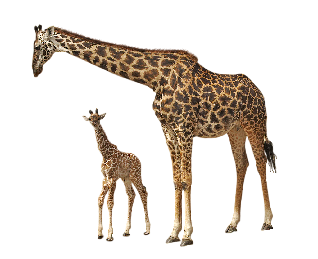 Wild Giraffe PNG