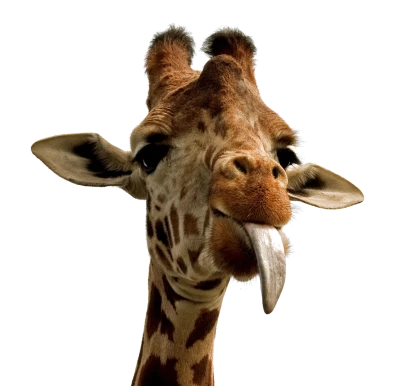 Wild Giraffe PNG