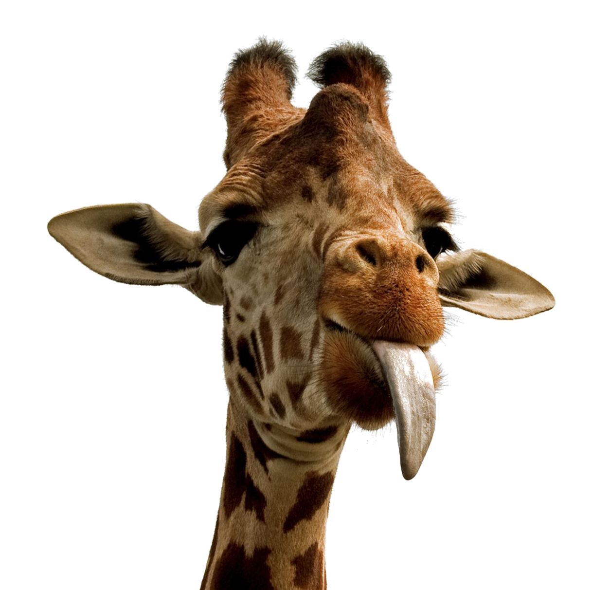 Wild Giraffe PNG