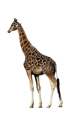 Wild Giraffe PNG