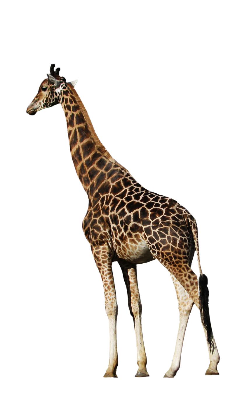 Wild Giraffe PNG