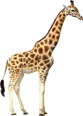 Wild Giraffe PNG