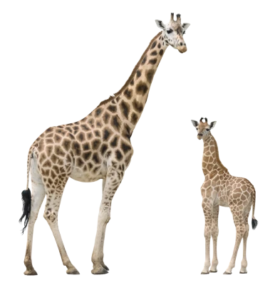 Wild Giraffe PNG