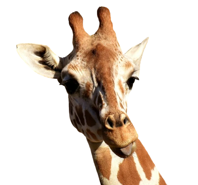 Wild Giraffe PNG
