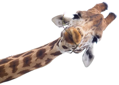 Wild Giraffe PNG