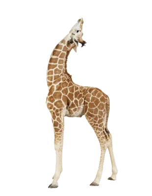 Wild Giraffe PNG