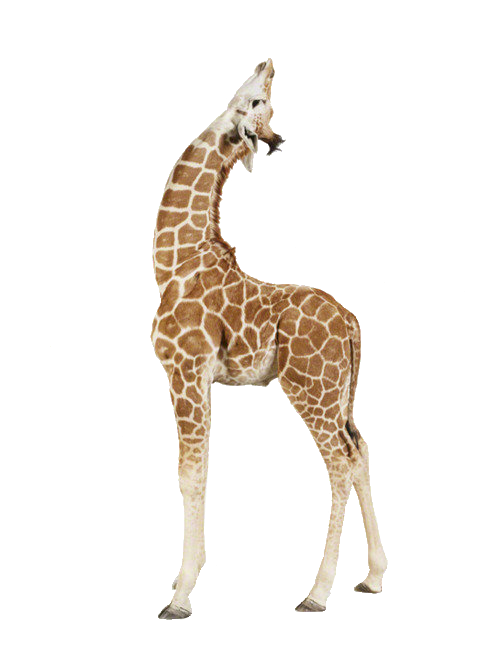 Wild Giraffe PNG