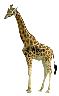 Giraffe Transparent PNG