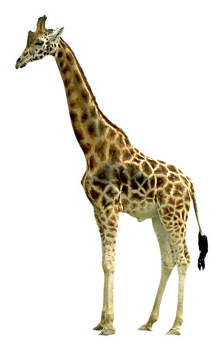 Giraffe Transparent PNG