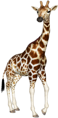 Giraffe Transparent PNG
