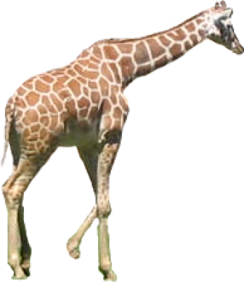 Giraffe Transparent PNG