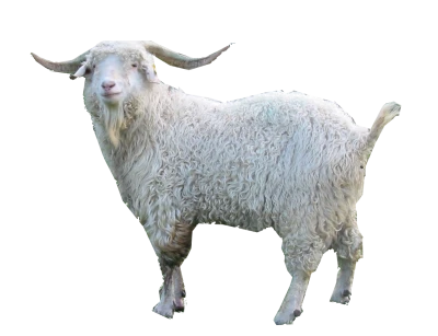Goat Transparent PNG