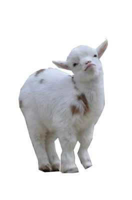 Goat Transparent PNG