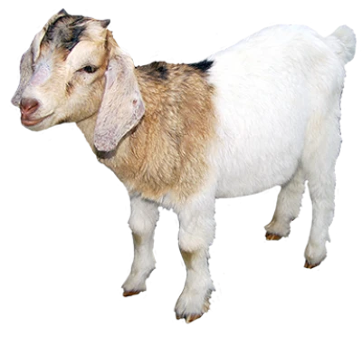 Goat Transparent PNG