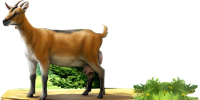 Goat Transparent PNG